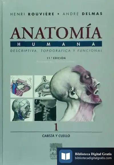 Descargar Cabeza Y Cuello